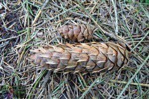 pseudotsuga menziesii (1200 x 800).jpg_product_product_product